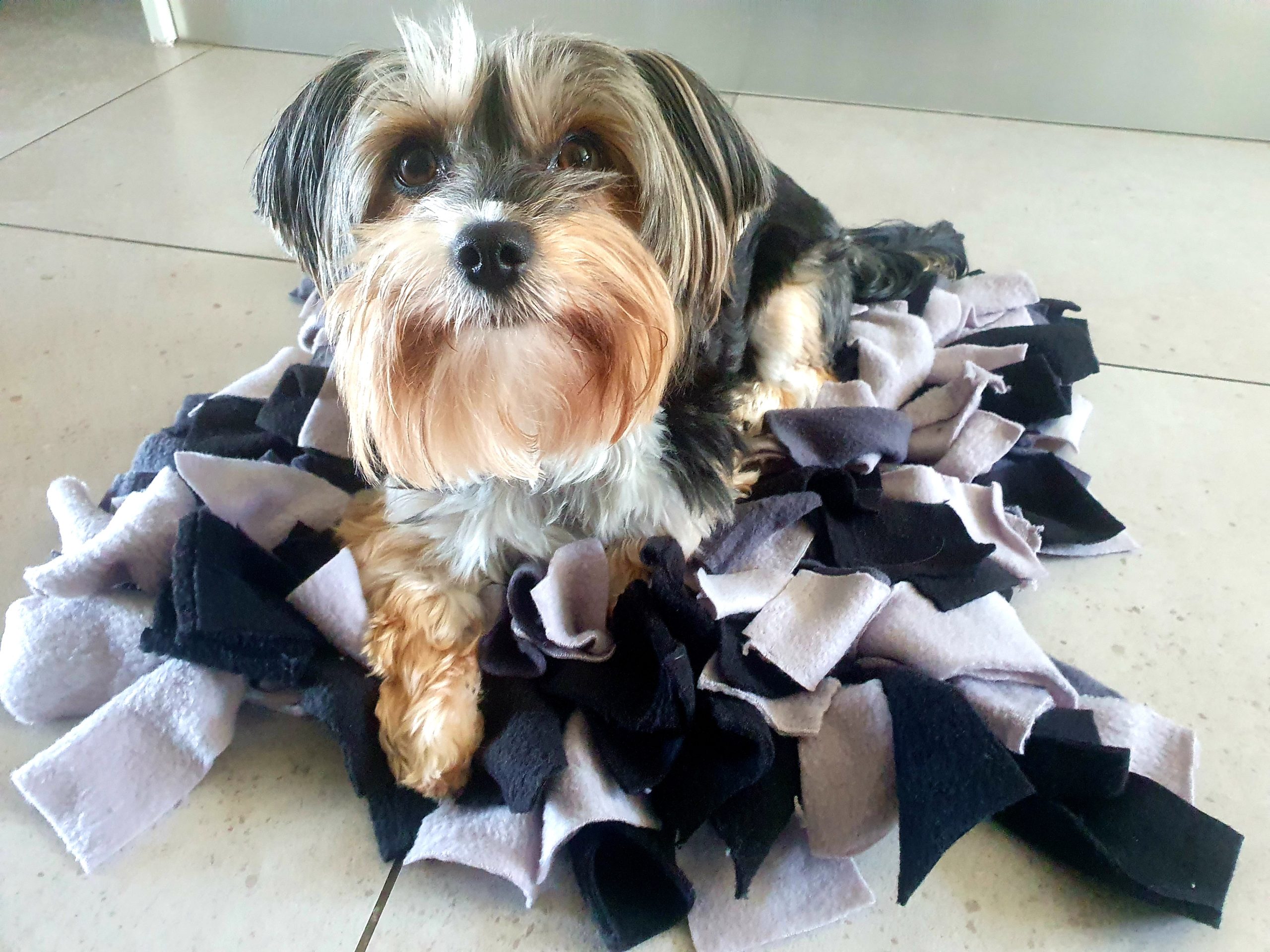 dog toys, snuffle mat
